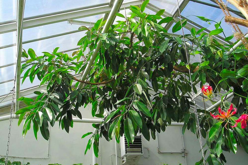 Comment purifier l’air de votre logement ?