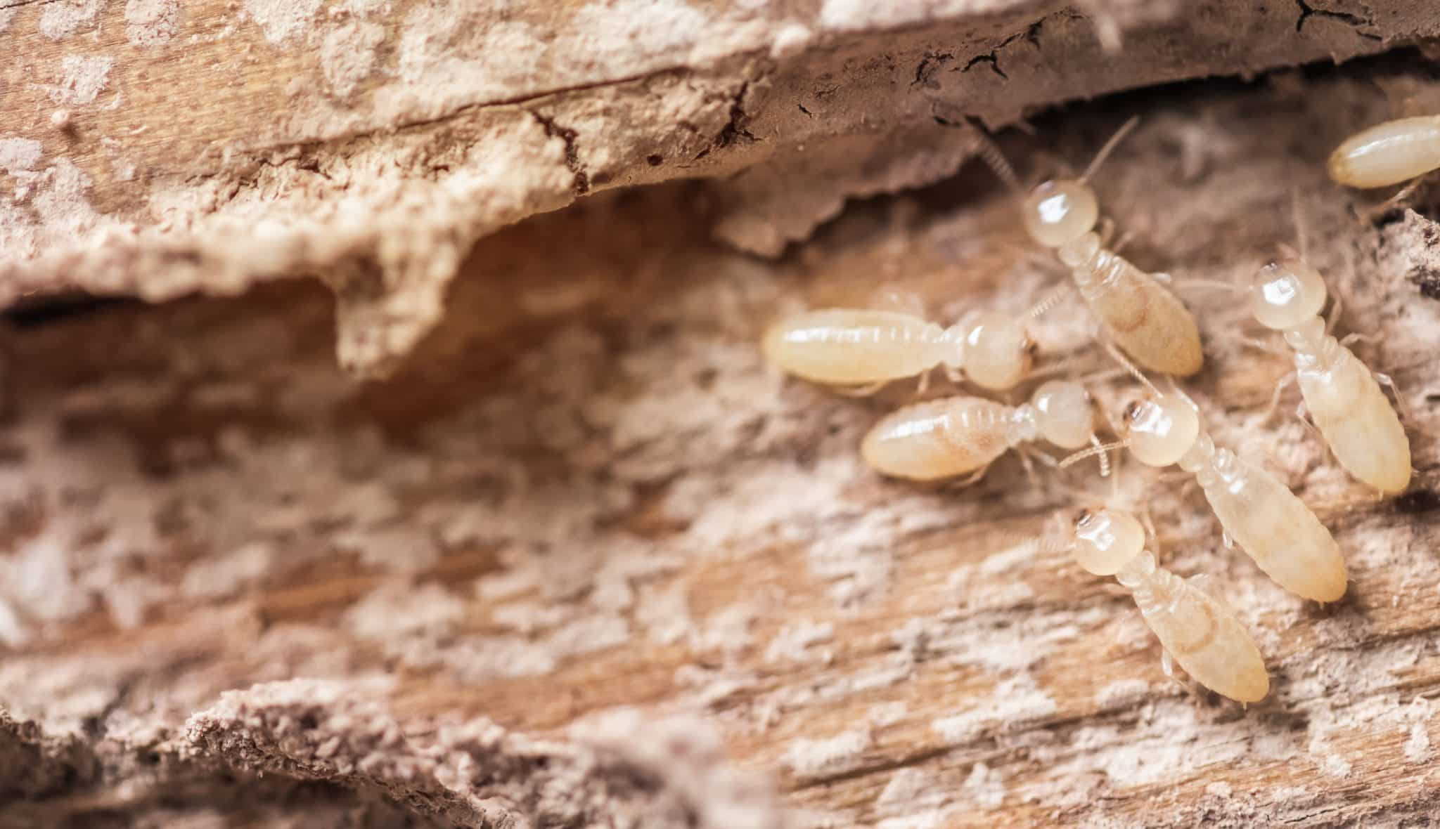 Comment Effectuer Un Diagnostic Termites Pour Votre Bien Immobilier   Sans Titre 10 2048x1180 