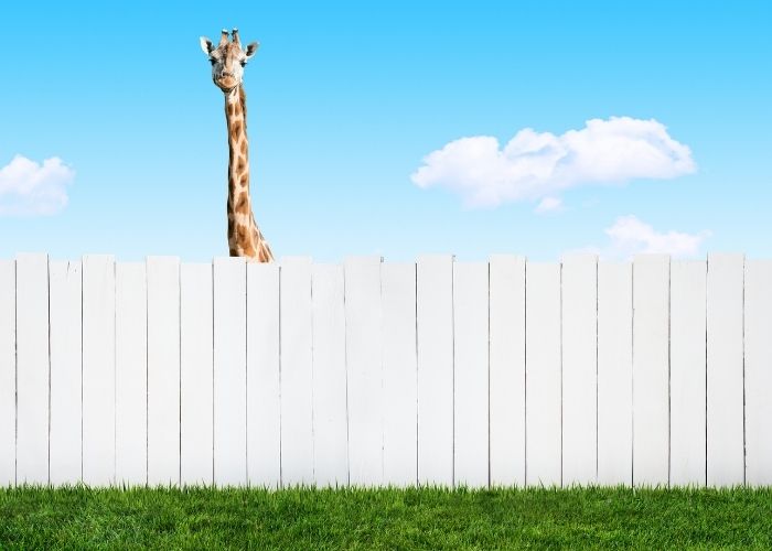 hauteur cloture voisins