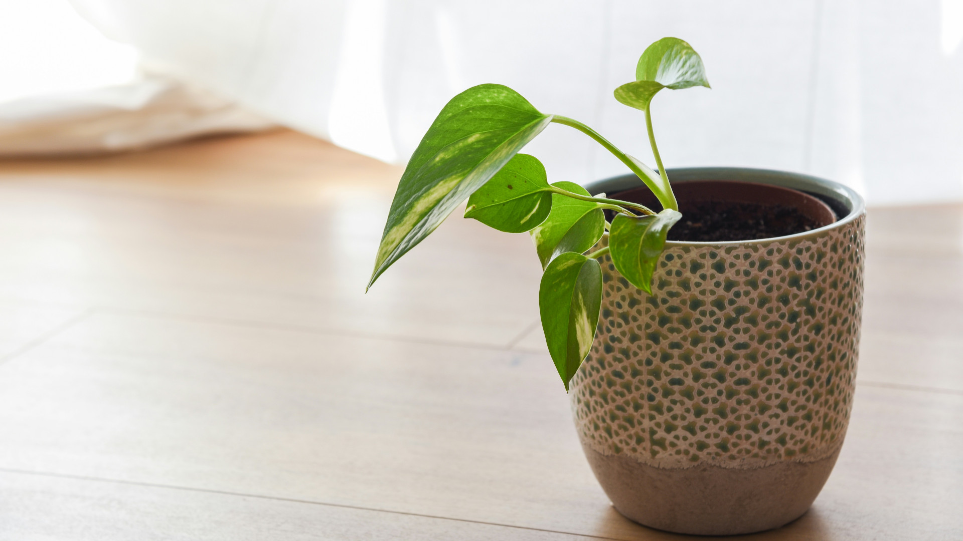 parquet contrecollé