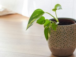 Tous les avantages d’un parquet contrecollé