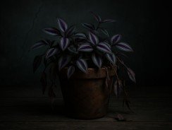 Plante misère : pourquoi cette plante est-elle considérée comme porte-malheur ?