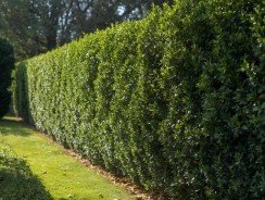 Lauriers : astuces et conseils pour une haie verdoyante toute l’année