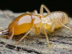 Pourquoi le diagnostic termites est-il obligatoire dans certaines régions ?