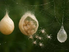 Tout savoir sur l’œuf d’araignée : formation, éclosion et curiosités