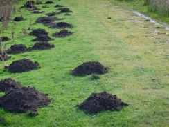 Éliminez les taupes efficacement grâce à l&rsquo;anti-taupe StopMole