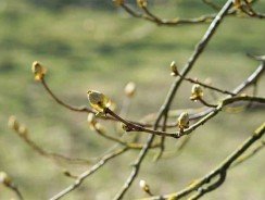 Broyeur de branches thermique ou électrique ?