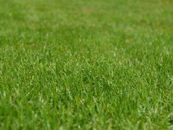 Comment bien choisir son scarificateur thermique ?