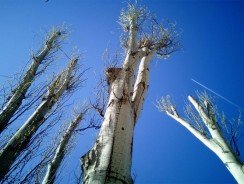 Fonctionnement d&rsquo;une élagueuse