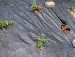 Toile de paillage : nos conseils pour réussir la mise en place