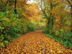 Incinération des déchets : avantages et inconvénients