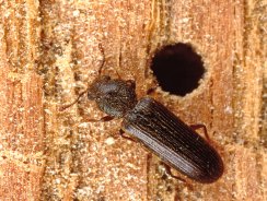 Vrillette du bois : manifestations, ravages et solutions