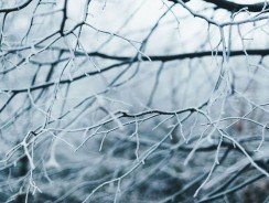 Les meilleures marques d&rsquo;élagueuses