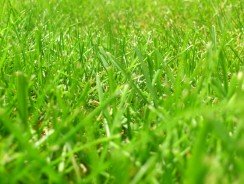 Les meilleures marques d&rsquo;un scarificateur thermique