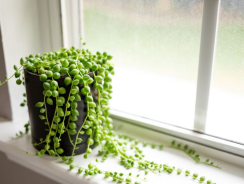 Les meilleures plantes vertes d&rsquo;intérieur faciles à entretenir