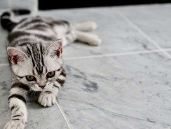 Quel est le prix au m² d&rsquo;une pose de carrelage ?